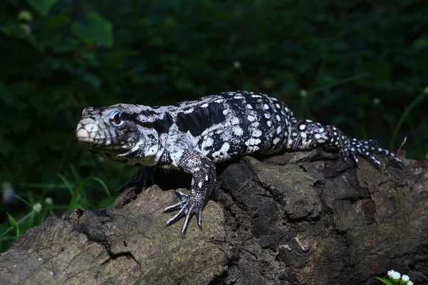 Tegu Negro Blanco Argentino Tupinambis Merianae —  Fotos de Stock