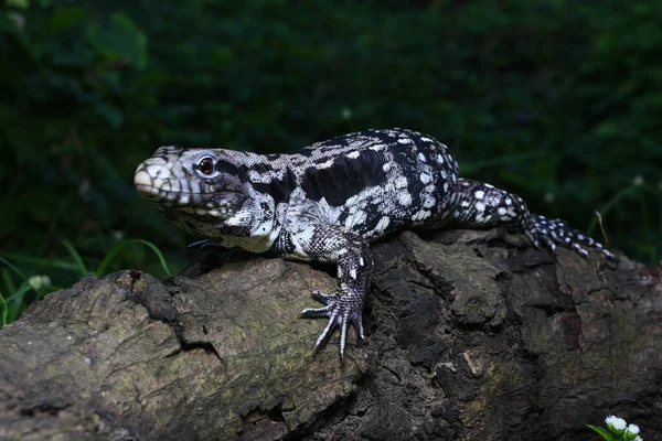 Tegu Argentin Noir Blanc Tupinambis Merianae — Photo