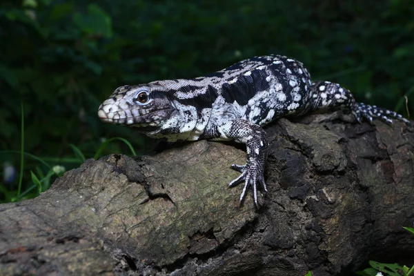 Αργεντίνικο Μαύρο Και Άσπρο Tegu Tupinambis Merianae — Φωτογραφία Αρχείου