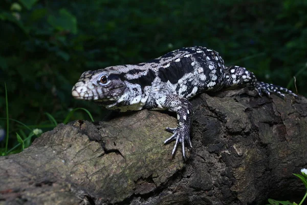 Arjantin Siyah Beyaz Tegu Tupinambis Merianae — Stok fotoğraf