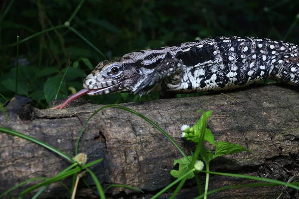 Arjantin Siyah Beyaz Tegu Tupinambis Merianae — Stok fotoğraf