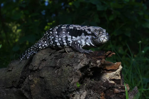 Arjantin Siyah Beyaz Tegu Tupinambis Merianae — Stok fotoğraf