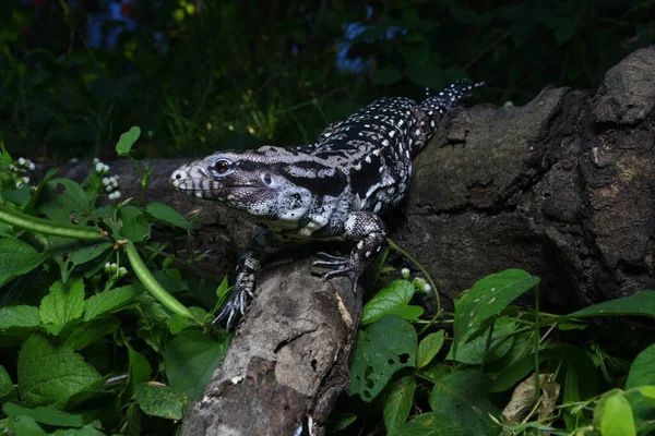 Arjantin Siyah Beyaz Tegu Tupinambis Merianae — Stok fotoğraf