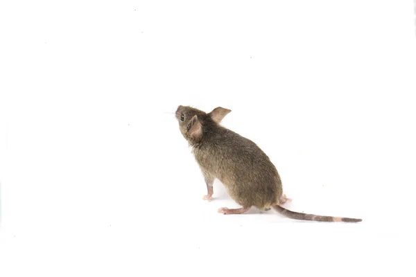 Grigio Mouse Casa Comune Isolato Sfondo Bianco — Foto Stock