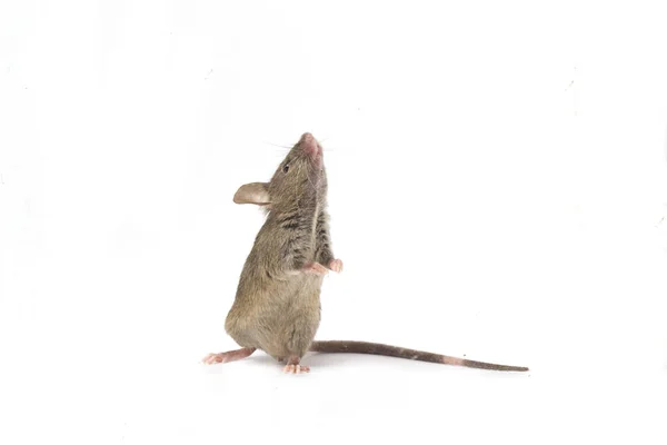 灰普通家鼠在白色背景上隔离 — 图库照片
