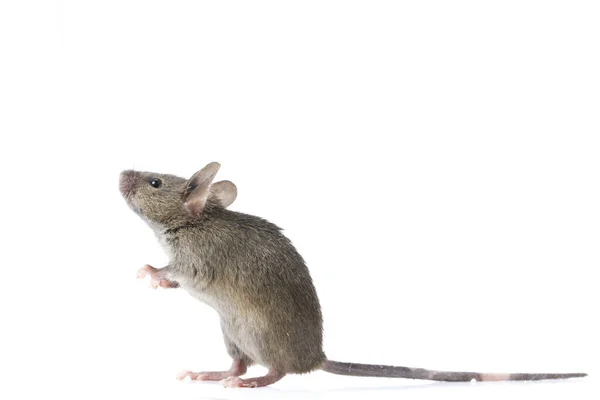 Grigio Mouse Casa Comune Isolato Sfondo Bianco — Foto Stock