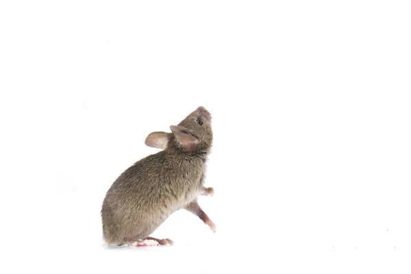 Graue Gemeine Hausmaus Isoliert Auf Weißem Hintergrund — Stockfoto