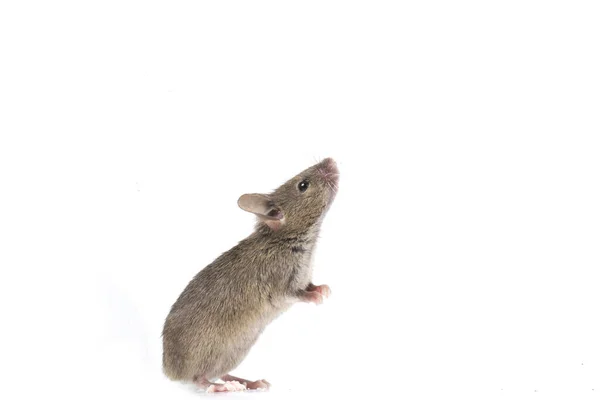 Grigio Mouse Casa Comune Isolato Sfondo Bianco — Foto Stock