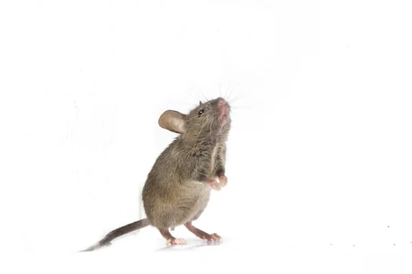 灰普通家鼠在白色背景上隔离 — 图库照片