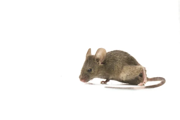 灰色の一般的な家のマウスは白い背景に隔離された — ストック写真