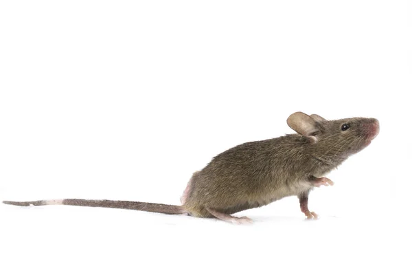 Grigio Mouse Casa Comune Isolato Sfondo Bianco — Foto Stock