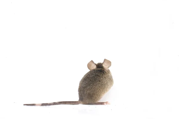 Gray Common House Mouse Isolated White Background — Stock Photo, Image