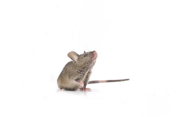 Ratón Casa Común Gris Aislado Sobre Fondo Blanco — Foto de Stock