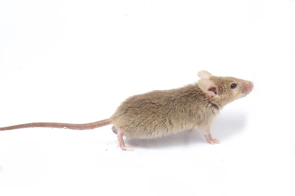 Graue Gemeine Hausmaus Isoliert Auf Weißem Hintergrund — Stockfoto