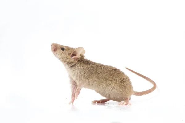 Grigio Mouse Casa Comune Isolato Sfondo Bianco — Foto Stock