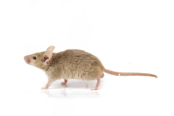 Grigio Mouse Casa Comune Isolato Sfondo Bianco — Foto Stock