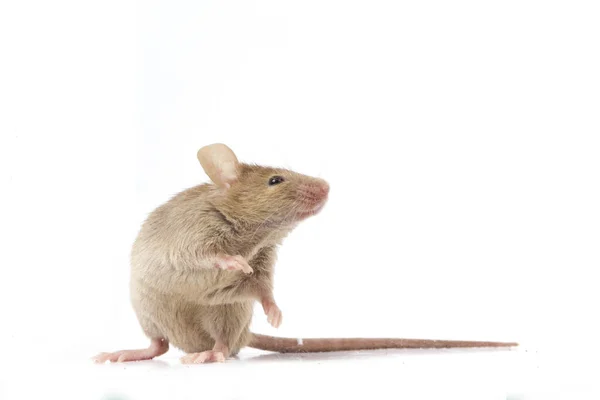 Grigio Mouse Casa Comune Isolato Sfondo Bianco — Foto Stock