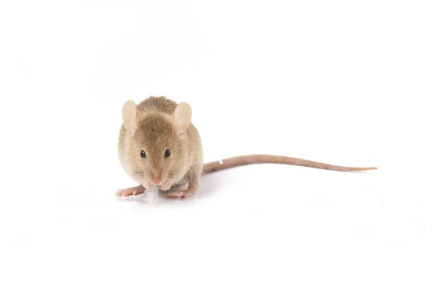 Grigio Mouse Casa Comune Isolato Sfondo Bianco — Foto Stock