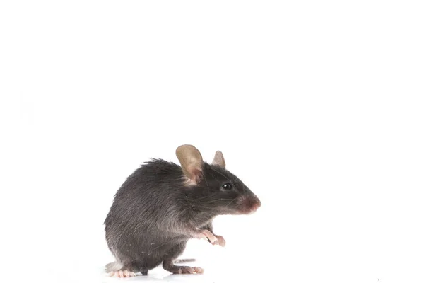 Eine Schwarze Maus Isoliert Auf Weißem Hintergrund — Stockfoto