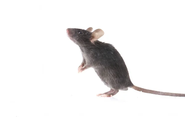 Ratón Negro Aislado Sobre Fondo Blanco — Foto de Stock