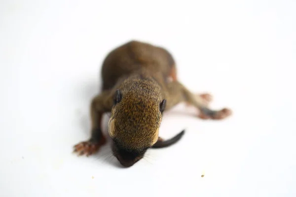 Baby Plantain Squirrel Oriental Squirrel Tricoloured Squirrel Callosciurus Notatus Species — Stock Photo, Image