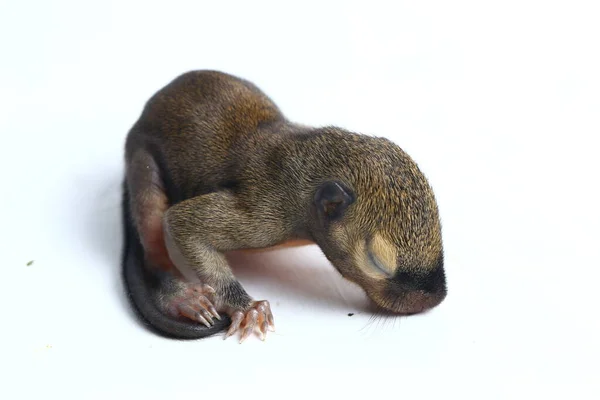 Baby Plantain Squirrel Oriental Squirrel Tricoloured Squirrel Callosciurus Notatus Species — Stock Photo, Image