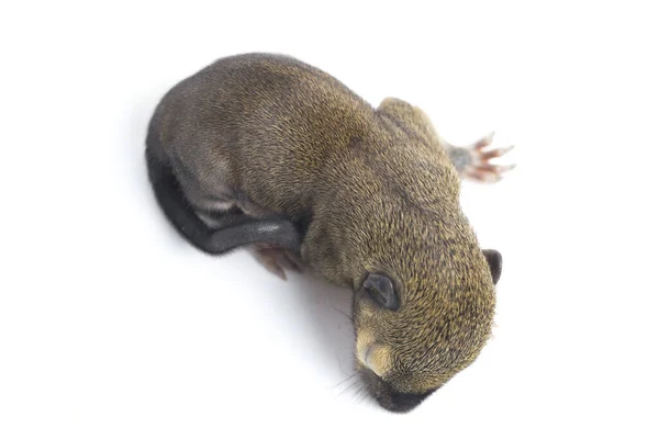 Μωρό Plantain Σκίουρος Ανατολίτικο Σκίουρος Τρίχρωμος Σκίουρος Callosciurus Notatus Είναι — Φωτογραφία Αρχείου