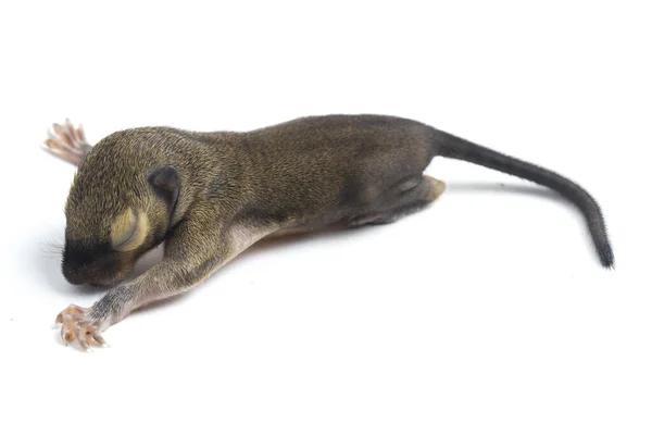 Callosciurus Notatus Uma Espécie Roedor Família Sciuridae Isolado Sobre Fundo — Fotografia de Stock