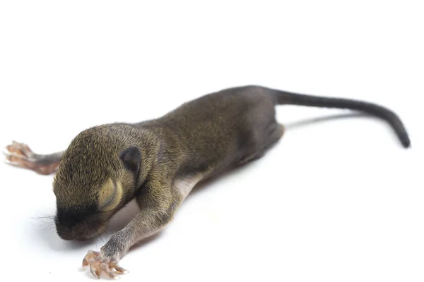 Baby Plantain Squirrel Oriental Squirrel Tricoloured Squirrel Callosciurus Notatus Species — Stock Photo, Image