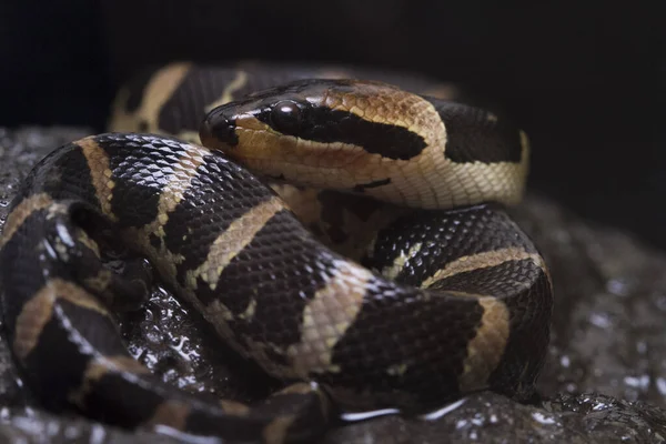 Serpiente Agua Con Cara Soplo Común Homalopsis Buccat Serpiente Agua —  Fotos de Stock