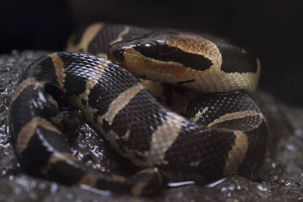 얼굴의 Homalopsis Buccat 줄무늬 배경에 고립된 — 스톡 사진