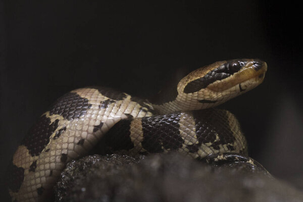 Обыкновенная пушистая водяная змея (Homalopsis buccat), полосатая водяная змея или полосатая пушистая водяная змея, изолированная на черном фоне
