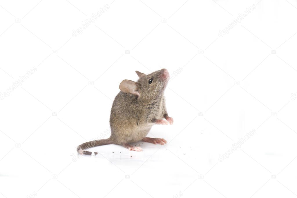 Gray common house mouse isolated on white background