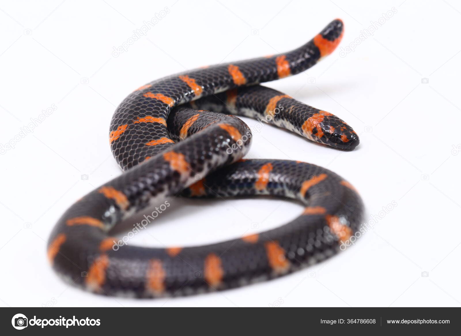 https://st3.depositphotos.com/33324032/36478/i/1600/depositphotos_364786608-stock-photo-red-tailed-pipe-snake-scientific.jpg