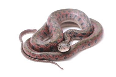 Kareli omurga (Fowlea piscator), Asya su yılanı olarak da bilinir. Bu tür Asya 'ya özgüdür. Beyaz arkaplanda izole