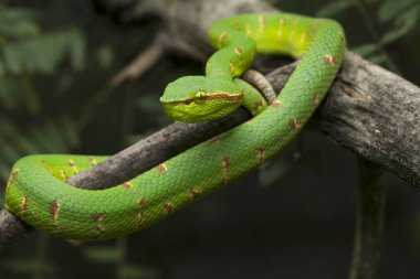 Wagler 'in çukur engereği (Tropidolaemus wagleri) ağaç dalında