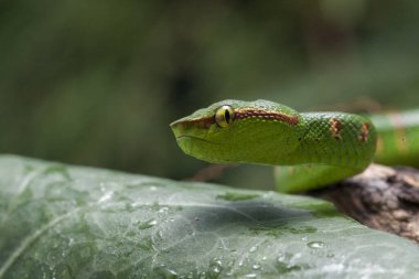 Wagler 'in çukur engereği (Tropidolaemus wagleri) ağaç dalında