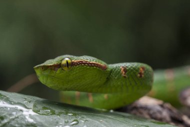 Wagler 'in çukur engereği (Tropidolaemus wagleri) ağaç dalında
