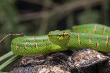 Wagler 'in çukur engereği (Tropidolaemus wagleri) ağaç dalında