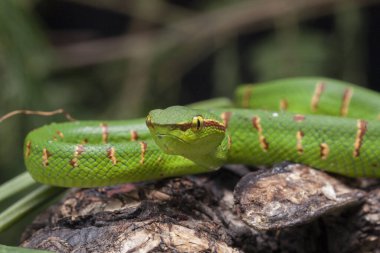 Wagler 'in çukur engereği (Tropidolaemus wagleri) ağaç dalında
