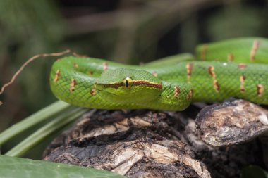 Wagler 'in çukur engereği (Tropidolaemus wagleri) ağaç dalında