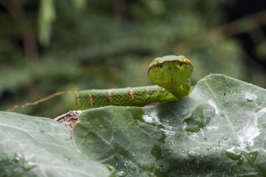 Wagler 'in çukur engereği (Tropidolaemus wagleri) ağaç dalında