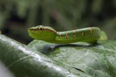 Wagler 'in çukur engereği (Tropidolaemus wagleri) ağaç dalında
