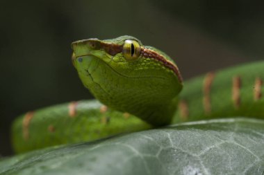 Wagler 'in çukur engereği (Tropidolaemus wagleri) ağaç dalında