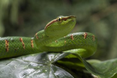 Wagler 'in çukur engereği (Tropidolaemus wagleri) ağaç dalında