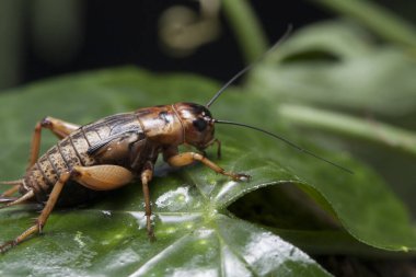 Yaprağın üzerinde bir cırcır böceği.