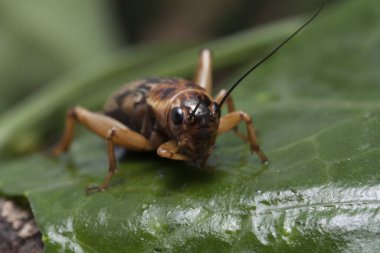 Yaprağın üzerinde bir cırcır böceği.