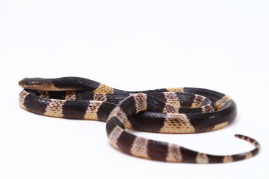 Son derece zehirli, Malezya Krait veya Mavi Krait (Bungarus candidus) beyaz arka planda izole edilmiş