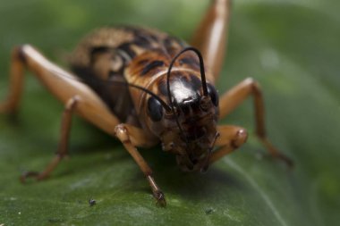 Yaprağın üzerinde bir cırcır böceği.