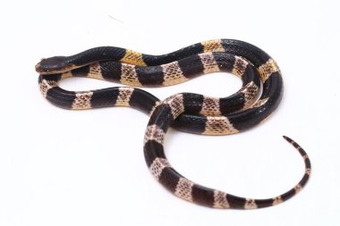 Son derece zehirli, Malezya Krait veya Mavi Krait (Bungarus candidus) beyaz arka planda izole edilmiş